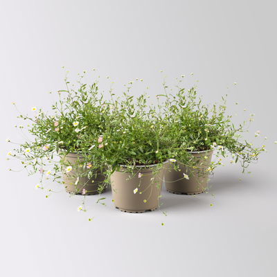 Bio Spanisches Gänseblümchen 'Blütenmeer' weiß, Topf 11x11 cm, 3 Pflanzen