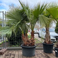 Washingtonia robusta, Multistamm, Topf 100 Liter