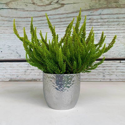 Besenheide SKYLINE®, gelb, Topf-Ø 13 cm, 3 Pflanzen