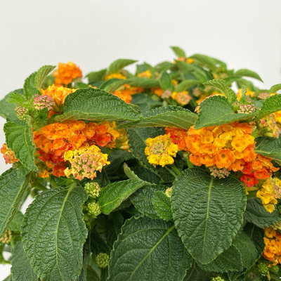 Wandelröschen, orange, Topf-Ø 17 cm, 2 Pflanzen