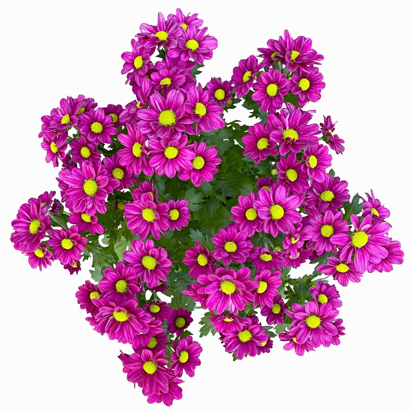 Chrysanthemen 'Madiba® Purple', lila, Topf 14 cm, 4er-Set