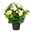 Kunstpflanze Begonienbusch, creme, ca. 35 cm, robust, dekorativ