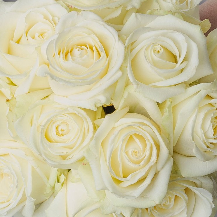 Blumenbund mit Rosen 'Avalanche', weiß, 15er-Bund, inkl. gratis Grußkarte