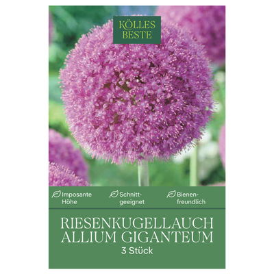 Allium Giganteum (Riesenkugellauch) lila, 3 Blumenzwiebeln