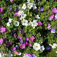 Schneeflockenblume Trio, rosa-weiß-blau, Topf 12 cm Ø, 6 Pflanzen Schneeflockenblume Trio, rosa-weiß-blau, Topf 12 cm Ø, 6 Pflanzen