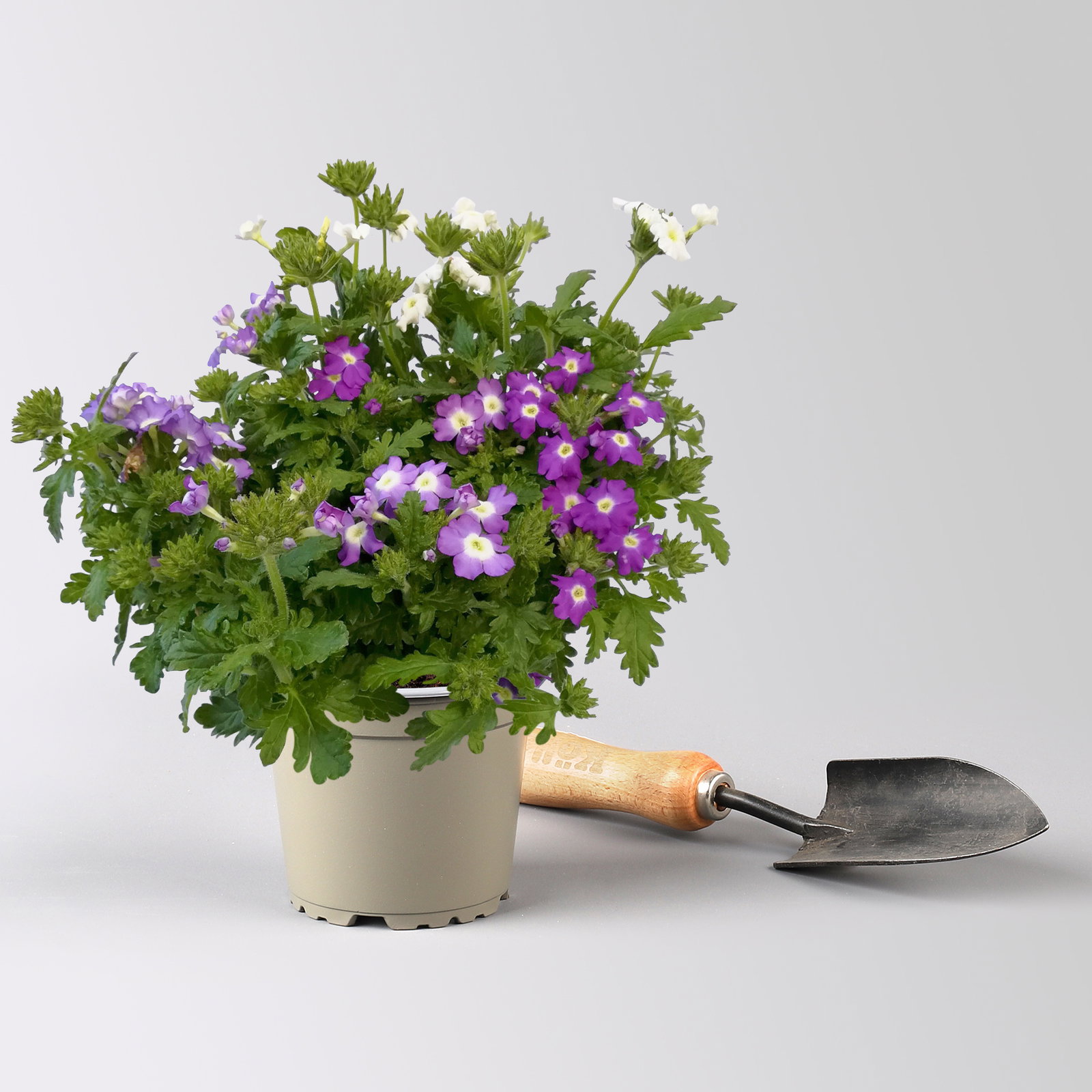 Eisenkraut 'Trio', bunt, Topf-Ø 12 cm, 6 Pflanzen Eisenkraut 'Trio', bunt, Topf-Ø 12 cm, 6 Pflanzen