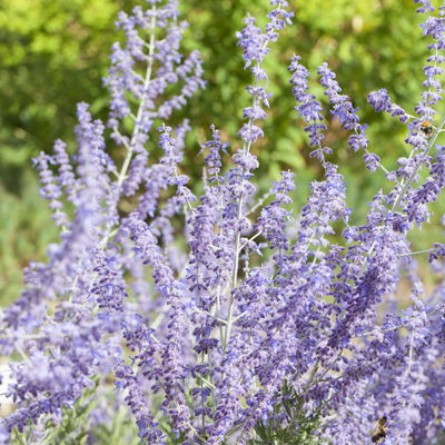 Kölles Beste Kompakte Blauraute 'Little Spire(S)', blauviolett, Topf 3 l Kölles Beste Kompakte Blauraute 'Little Spire(S)', blauviolett, Topf 3 l