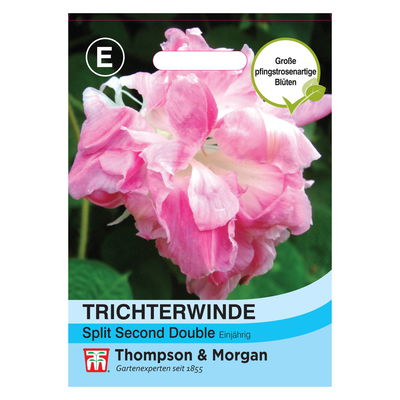 Trichterwinde (Ipomoea) Split Second Double Trichterwinde (Ipomoea) Split Second Double