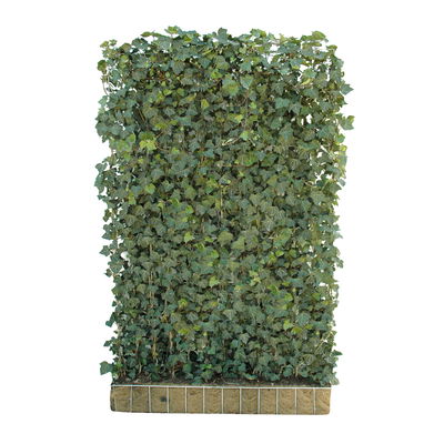 Hecke am laufenden Meter® Efeu, 120x180 cm Hecke am laufenden Meter® Efeu, 120x180 cm