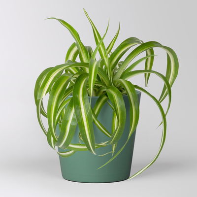 Grünlilie 'Bonnie' mit Keramiktopf Dallas seegrün, Topf-Ø 12 cm