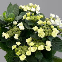 Kölle Tellerhortensie, Hydrangea macropylla, weiß, im 5 lt. Topf