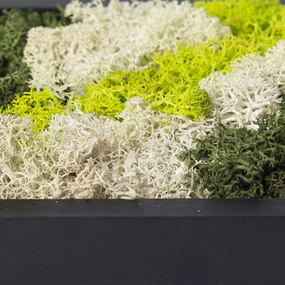 Moosbild Hexagon mit schwarzem Rahmen, 38 cm Ø