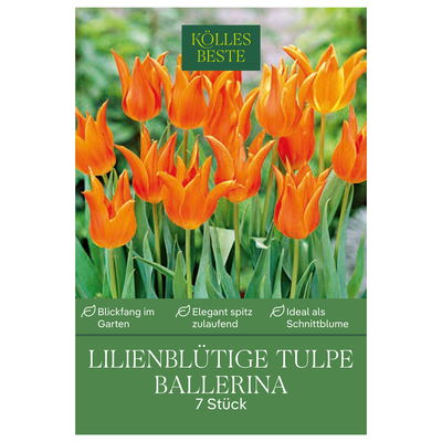 Kölles Beste Lilienblütige Tulpen Ballerina orange, 7 Stück