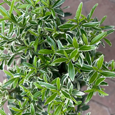 Japanischer Spindelstrauch 'Microphyllus Albovariegatus', Topf-Ø 17 cm, 2er-Set Japanischer Spindelstrauch 'Microphyllus Albovariegatus', Topf-Ø 17 cm, 2er-Set