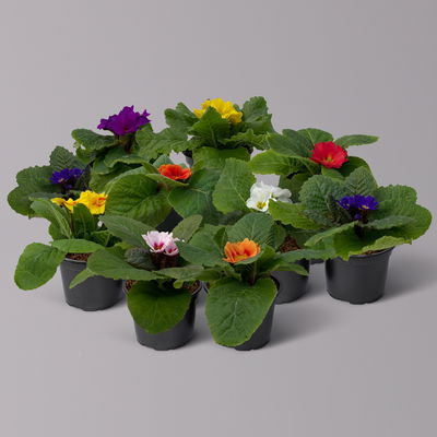Primel Minis bunt, Farben zufällig, Topf-Ø 6 cm, 20 Pflanzen Primel Minis bunt, Farben zufällig, Topf-Ø 6 cm, 20 Pflanzen