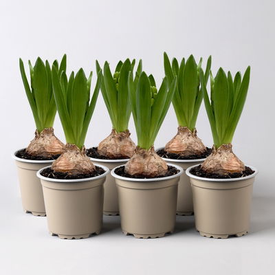 Hyazinthe weiß, vorgetrieben, Topf-Ø 9 cm, 6 Pflanzen