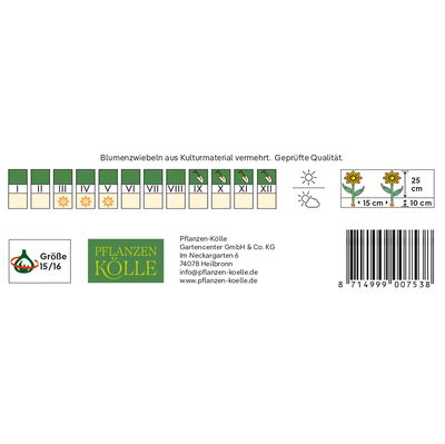 Garten-Hyazinthen 'Purple Sensation', pink, 5 Blumenzwiebeln