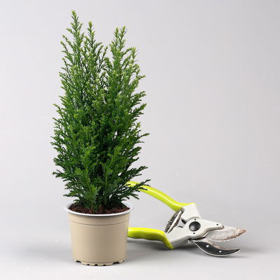 Kegelzypresse 'Snow White'®, Topf-Ø 9 cm, 8 Pflanzen Kegelzypresse 'Snow White'®, Topf-Ø 9 cm, 8 Pflanzen