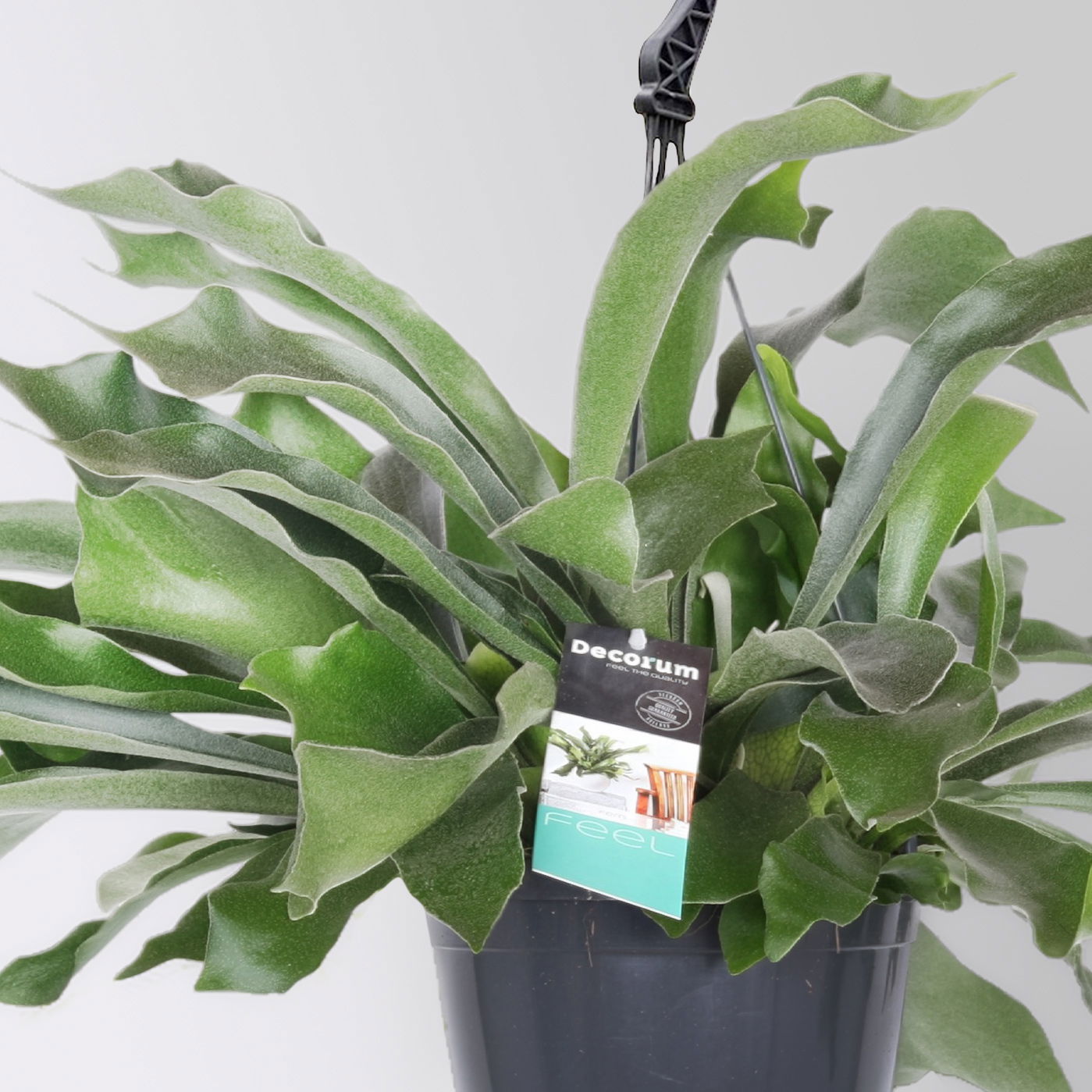 Grünpflanzen-Set Farn-Duo, Hängeampel-Ø 17/18 cm, 2 Pflanzen