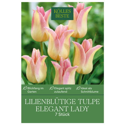 Lilienblütige Tulpen Elegant Lady weiß/rosa, 7 Blumenzwiebeln