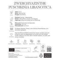 Zwerghyazinthen (Puschkinia Libanotica) weiß/blau, 25 Blumenzwiebeln