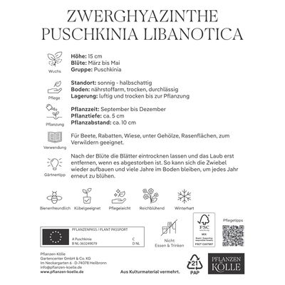 Zwerghyazinthen (Puschkinia Libanotica) weiß/blau, 25 Blumenzwiebeln Zwerghyazinthen (Puschkinia Libanotica) weiß/blau, 25 Blumenzwiebeln
