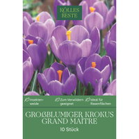 Kölles Beste XXL Großblumige Krokusse 'Grand Maitre' lila, 10 Blumenzwiebeln