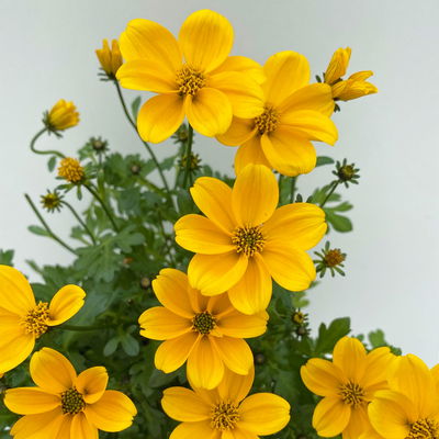 Pflanzenkreation 'WM-Edition', 6 Pflanzen inkl. Erde und Dünger Pflanzenkreation 'WM-Edition', 6 Pflanzen inkl. Erde und Dünger