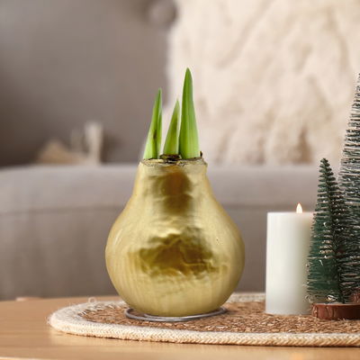 Amaryllis in Wachs XL, Dekor 'Superior Gold', Blüte weiß Amaryllis in Wachs XL, Dekor 'Superior Gold', Blüte weiß