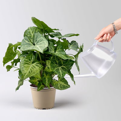 Syngonium 'Arrow', Topf-Ø 14cm, Höhe ca. 30 cm, 2 Stück Syngonium 'Arrow', Topf-Ø 14cm, Höhe ca. 30 cm, 2 Stück