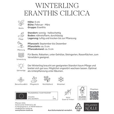 Winterlinge (Eranthis Cilicica) gelb, 20 Blumenzwiebeln Winterlinge (Eranthis Cilicica) gelb, 20 Blumenzwiebeln