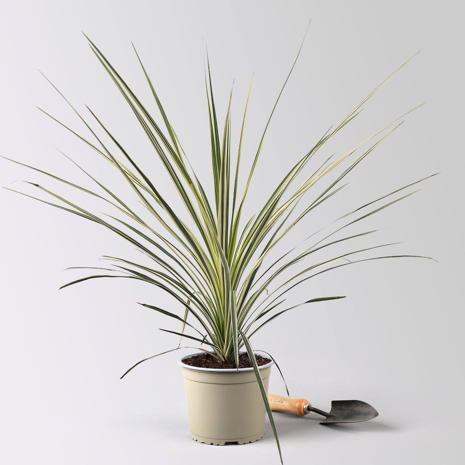 Keulenlilie 'Lime Passion®', gelb-grün, Topf-Ø 17 cm