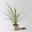 Keulenlilie 'Lime Passion®', gelb-grün, Topf-Ø 17 cm