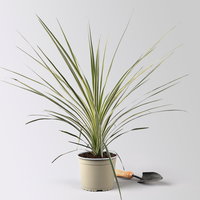 Keulenlilie 'Lime Passion®', gelb-grün, Topf-Ø 17 cm