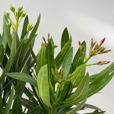 Oleander 'Trio', bunt, Topf-Ø 15 cm, Höhe ca. 40 cm 2 Pflanzen Oleander 'Trio', bunt, Topf-Ø 15 cm, Höhe ca. 40 cm 2 Pflanzen