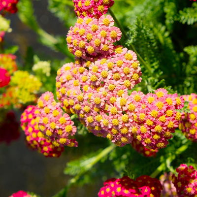 Kölles Beste Garten-Schafgarbe 'Paprika' rot, 19 cm Topf