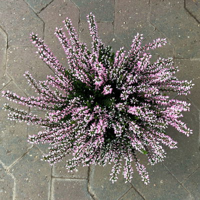 Calluna 'Garden Girls® Lönneby', rosa, Topf-Ø 13 cm, 6 Pflanzen