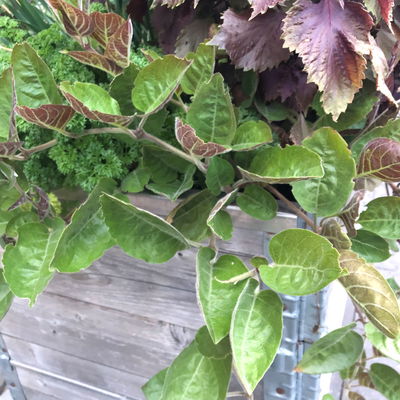 Blu Bio Käsekraut, Topf-Ø 12 cm, 6er Set Blu Bio Käsekraut, Topf-Ø 12 cm, 6er Set