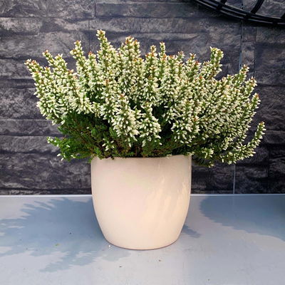 Knospenheide weiß, Longlife, 13 cm Topf Knospenheide weiß, Longlife, 13 cm Topf