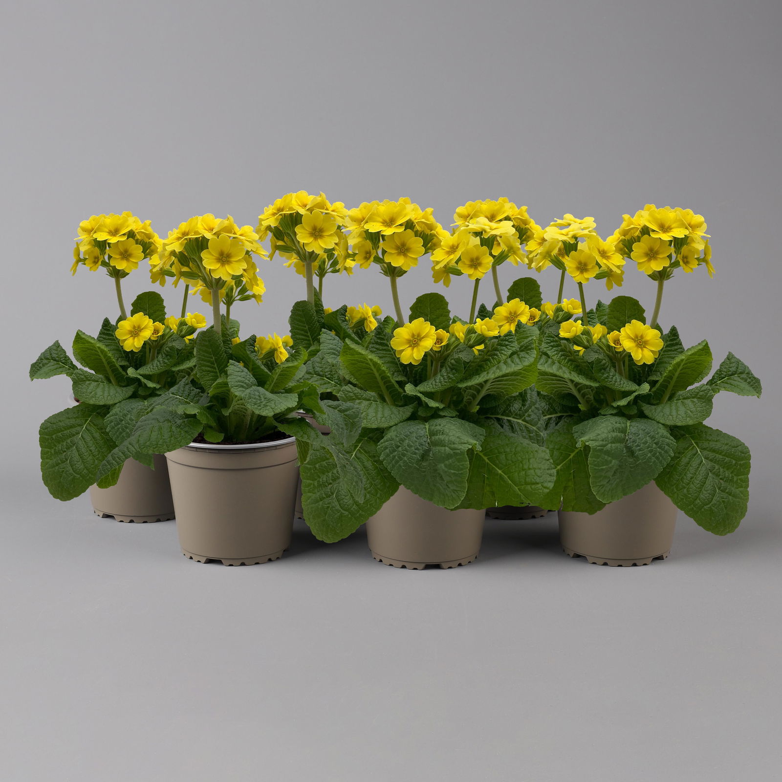 Garten-Schlüsselblume 'Lemon', hellgelb, Topf-Ø 11 cm, 6er-Set