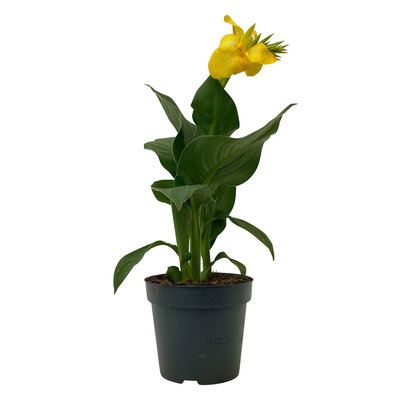 Canna 'Cannova® Yellow', gelb, Topf-Ø 17 cm, 2 Pflanzen