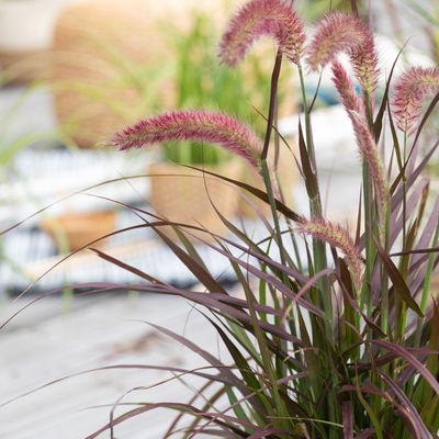 Lampenputzergras, rotlaubig, Topf-Ø 21 cm