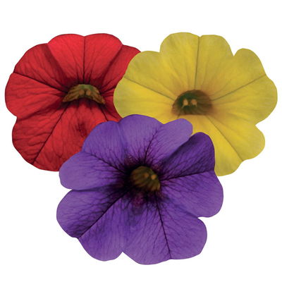 Zauberglöckchen 'MixMasters® Tropicana', blau-gelb-rot, Topf-Ø 12 cm, 6 Pflanzen