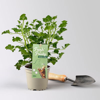 Duftgeranie 'Freshfruity® Cola Fresh', Topf-Ø 12 cm, 6 Pflanzen
