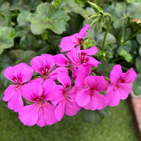 Geranie 'Rainbow Amethyst', violett, hängend, Topf-Ø 13 cm, 6 Pflanzen Geranie 'Rainbow Amethyst', violett, hängend, Topf-Ø 13 cm, 6 Pflanzen