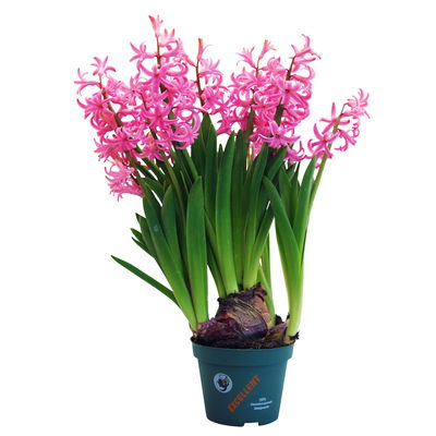 Hyazinthe, weiß, rosa & blau, vorgetrieben, Topf-Ø 14 cm, 3 Pflanzen