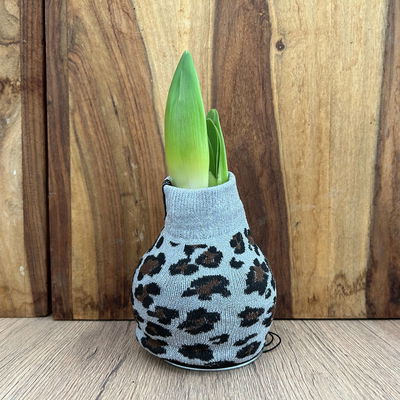 Amaryllis in Wachs, Dekor 'Pullover Animal', Farbe zufällig, Blüte weiß