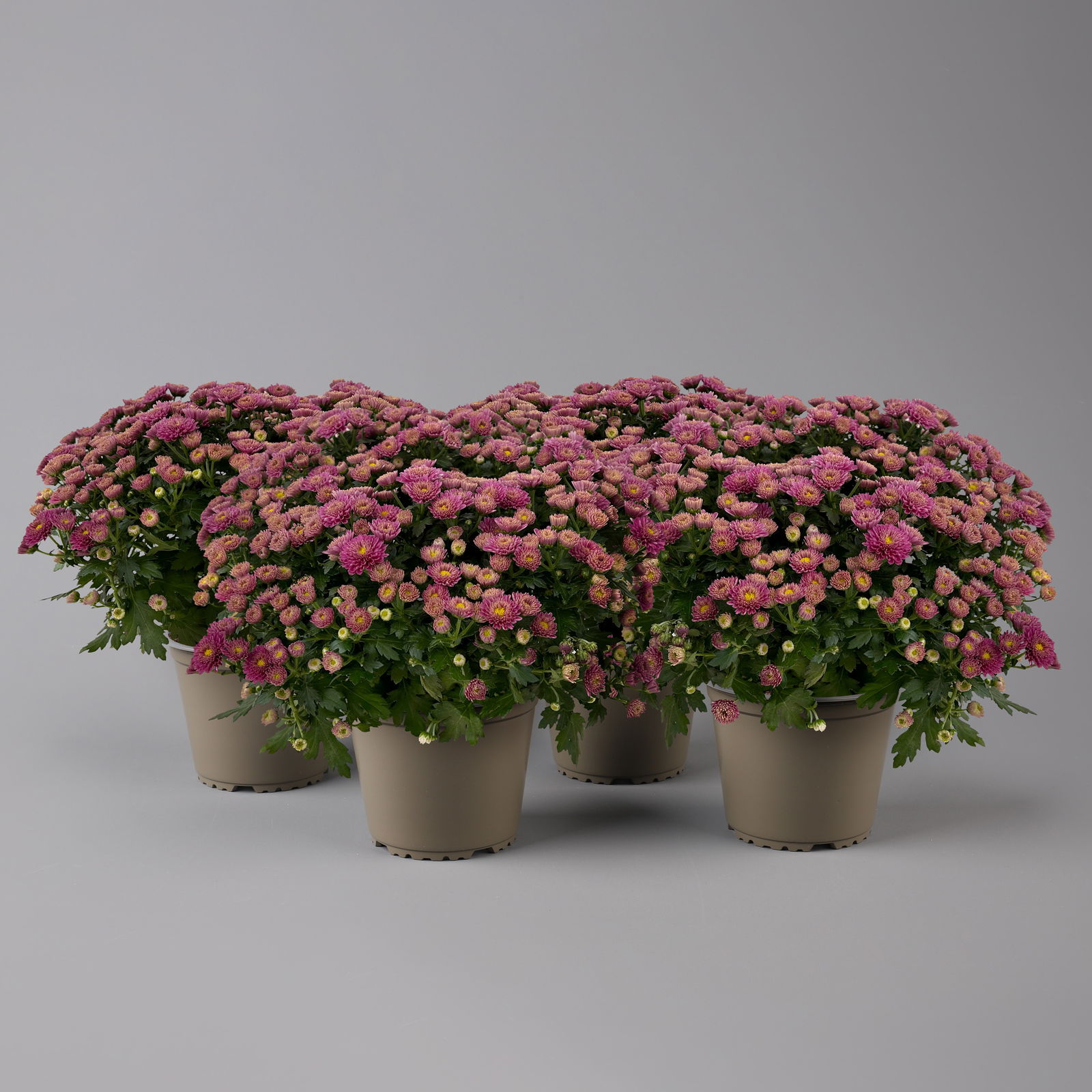 Chrysanthemen Lila, Busch, Topf-Ø 14 cm, 4er-Set