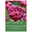Gefüllte späte Tulpen 'Dream Touch', purpur/weiß, 7 Blumenzwiebeln Gefüllte späte Tulpen 'Dream Touch', purpur/weiß, 7 Blumenzwiebeln