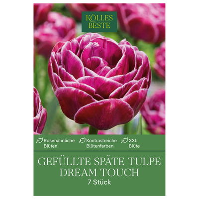 Gefüllte späte Tulpen 'Dream Touch', purpur/weiß, 7 Blumenzwiebeln